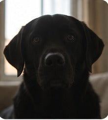 A black lab sunk into shadow against a bright window