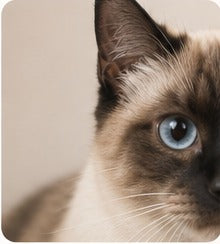 A siamese cat with the top of its head and one ear cut off by the frame