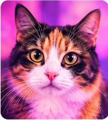 A calico cat drowned in a magenta colour filter