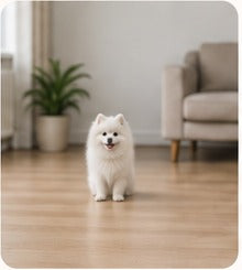 A small white dog photographed from across a living room