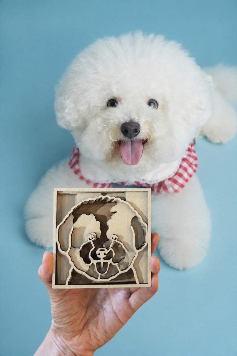 A bichon lying behind its natural wood portrait on a blue backdrop