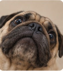 A pug shot from below, chin up and eyes rolled