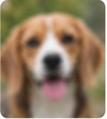 A beagle whose face is entirely out of focus