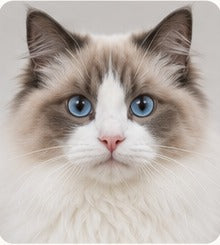 A ragdoll cat photographed straight on, at its own eye level