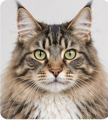A long-haired tabby cat with its whole head and both ears inside the frame