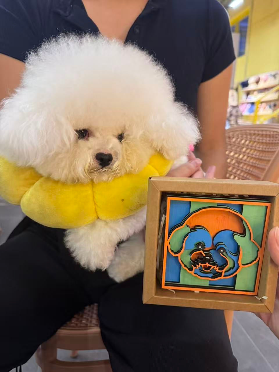 A bichon held beside its boxed meadow portrait
